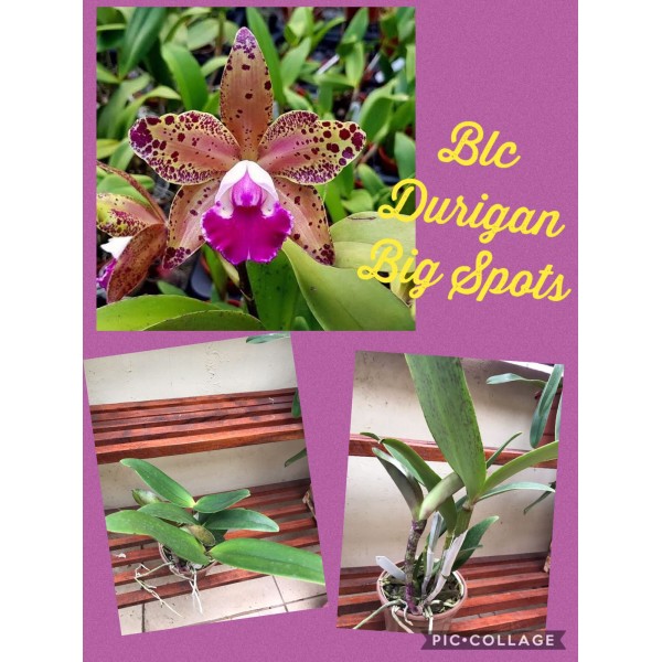 Orquídea -  Blc Durigan Big Spot